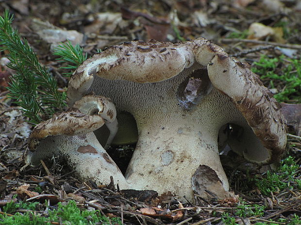 jelenkovec škridlicovitý Sarcodon imbricatus (L.) P. Karst.