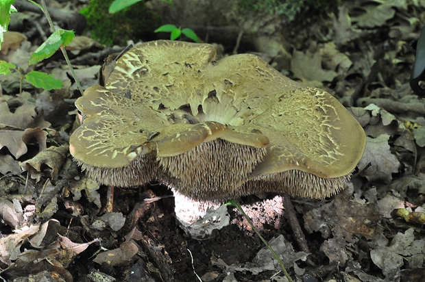 jelenkovec škridlicovitý Sarcodon imbricatus (L.) P. Karst.