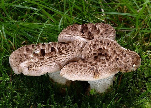 jelenkovec škridlicovitý Sarcodon imbricatus (L.) P. Karst.