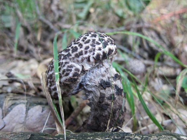 šiškovec šupinatý Strobilomyces strobilaceus (Scop.) Berk.