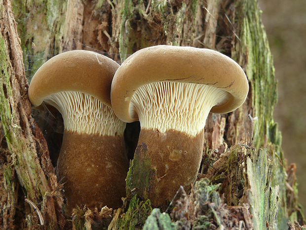 čechračka tmavohlúbiková Tapinella atrotomentosa (Batsch) Šutara