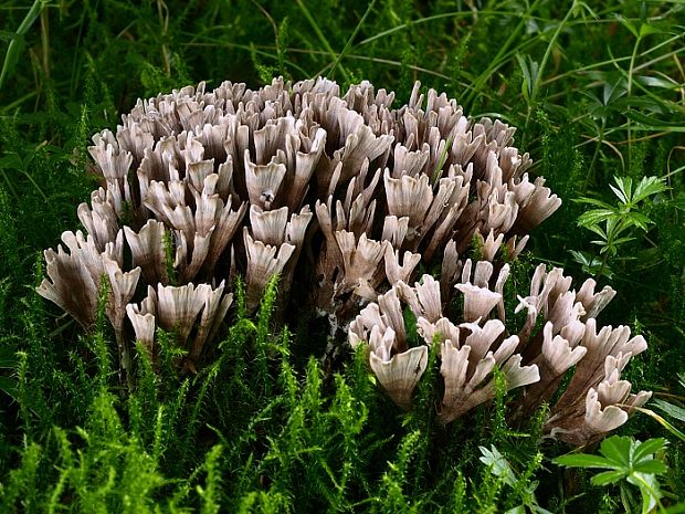 plesňovka smradľavá Thelephora palmata (Scop.) Fr.