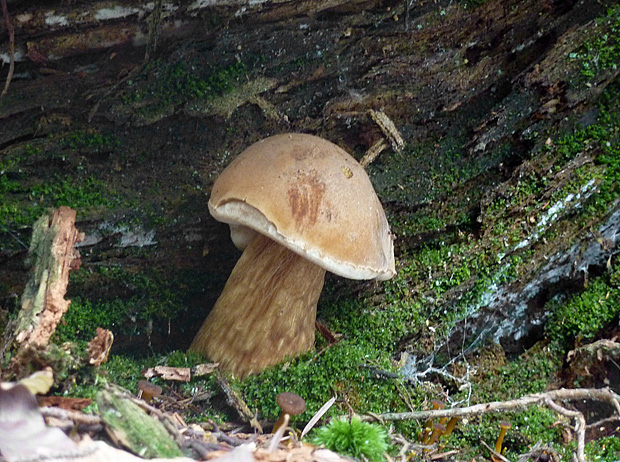 podhríb žlčový Tylopilus felleus (Bull.) P. Karst.