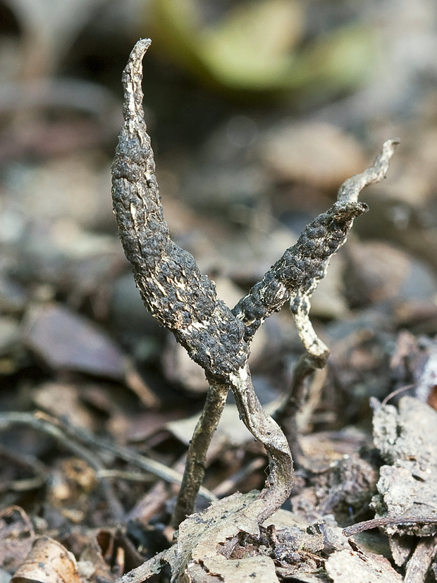 drevnatec hlohový Xylaria oxyacanthae Tul. et C. Tul