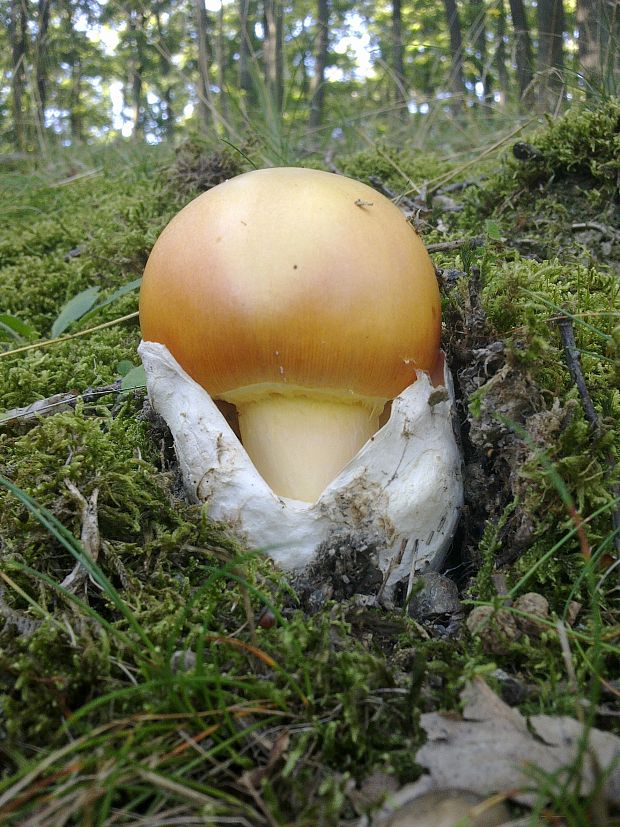 muchotrávka cisárska Amanita caesarea (Scop.) Pers.