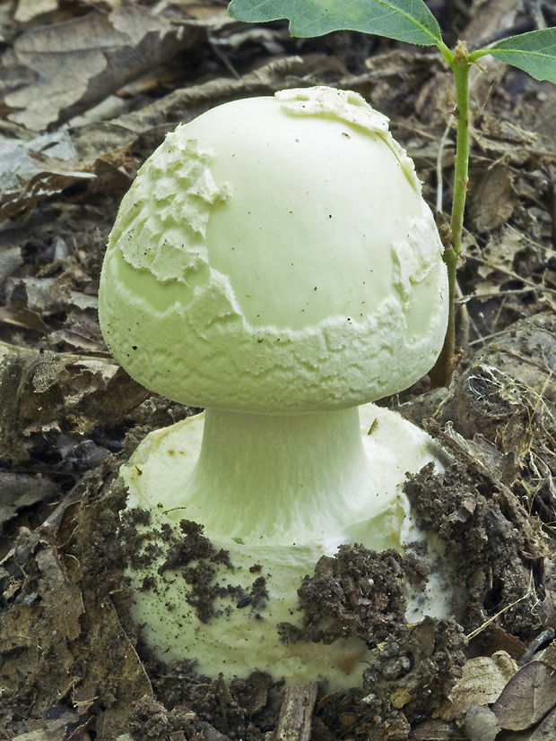 muchotrávka citrónovožltá Amanita citrina Pers.