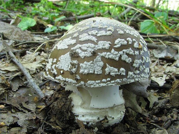 muchotrávka hrubá Amanita excelsa (Fr.) Bertill.