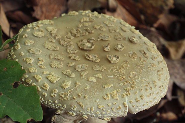 muchotrávka olivovohnedastá Amanita franchetii (Boud.) Fayod