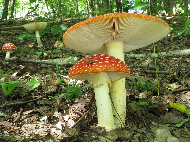 muchotrávka červená Amanita muscaria (L.) Lam.