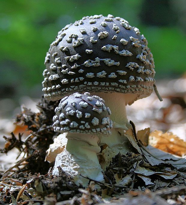 muchotrávka tigrovaná Amanita pantherina (DC.) Krombh.