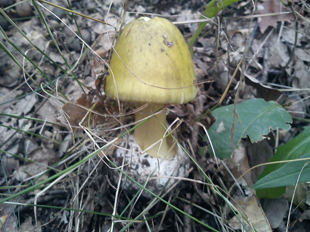 muchotrávka zelená Amanita phalloides (Vaill. ex Fr.) Link