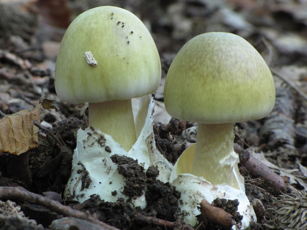 muchotrávka zelená Amanita phalloides (Vaill. ex Fr.) Link