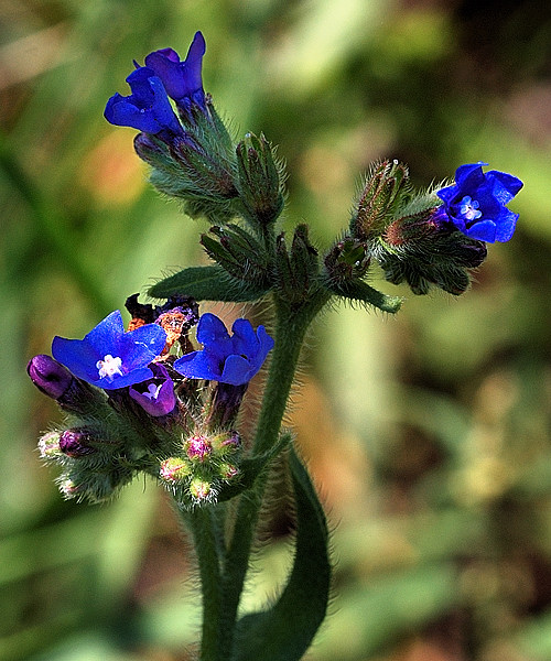 smohla lekárska Anchusa officinalis L.