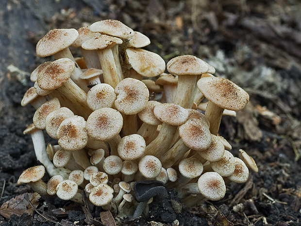 podpňovka bezprsteňová Armillaria socialis (DC.) Fayod