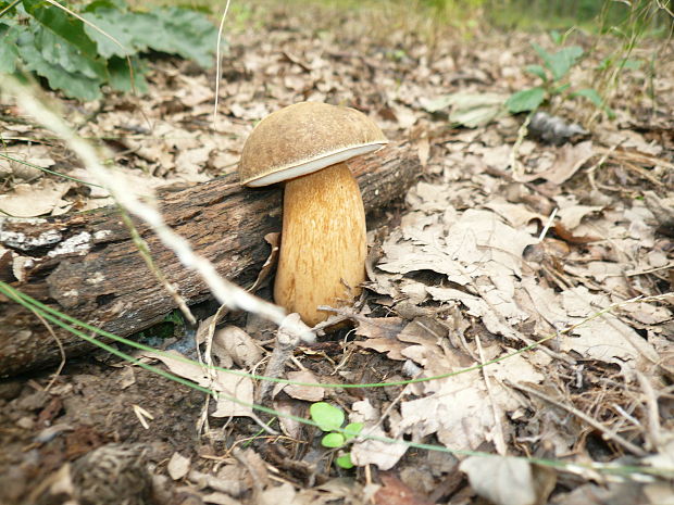 hríb bronzový Boletus aereus Bull. ex Fr.