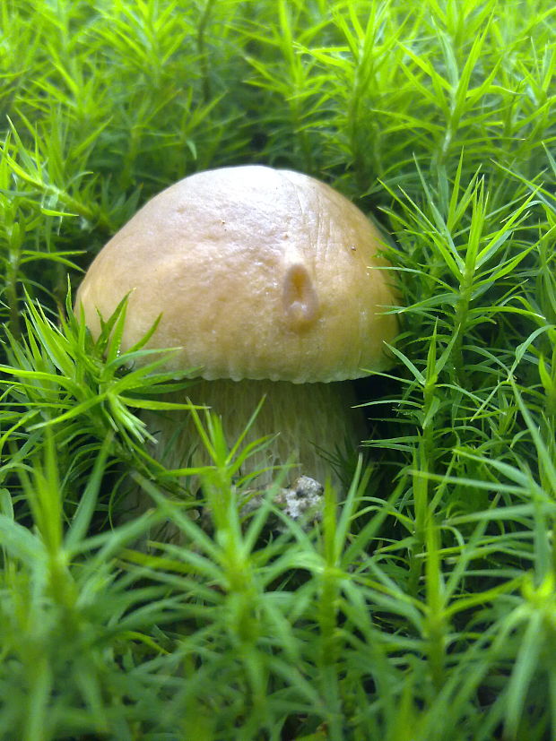 hríb smrekový Boletus edulis Bull.