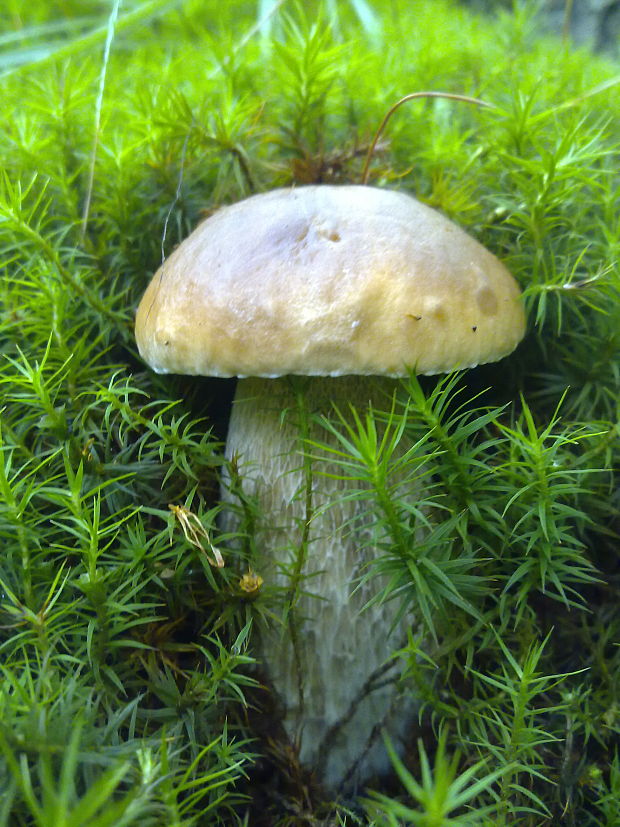 hríb smrekový Boletus edulis Bull.