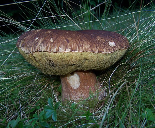 hríb smrekový Boletus edulis Bull.