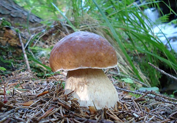 hríb smrekový Boletus edulis Bull.