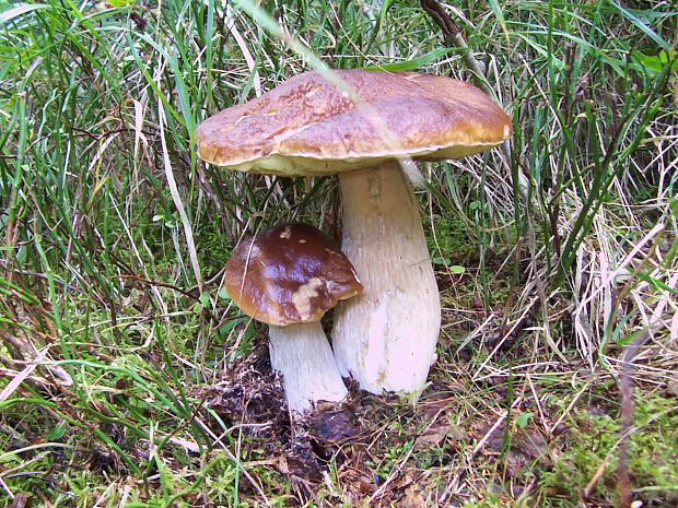 hríb smrekový Boletus edulis Bull.