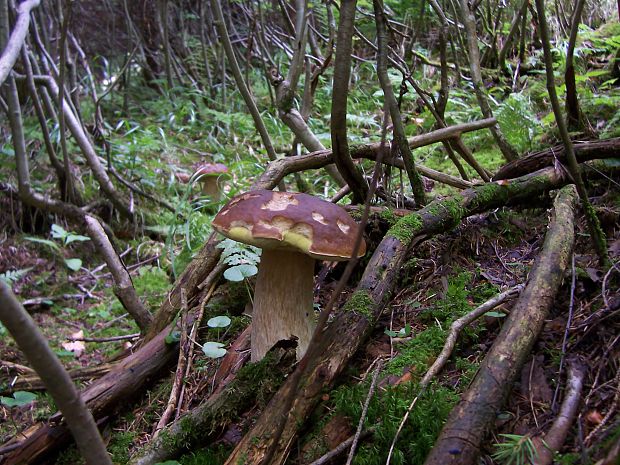 hríb smrekový Boletus edulis Bull.