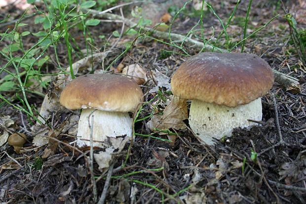 hríb smrekový Boletus edulis Bull.