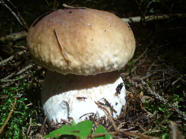 hríb smrekový Boletus edulis Bull.