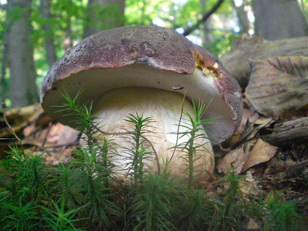 hríb sosnový Boletus pinophilus Pil. et Dermek in Pil.