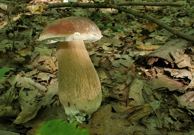 hríb dubový Boletus reticulatus Schaeff.