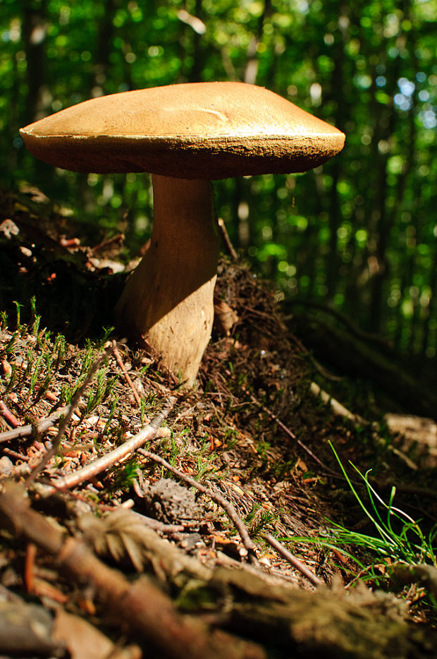 hríb dubový Boletus reticulatus Schaeff.