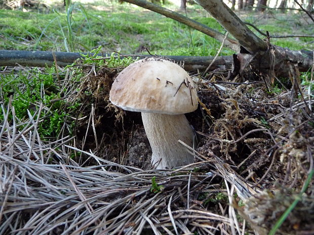 hríb smrekový Boletus reticulatus Schaeff.