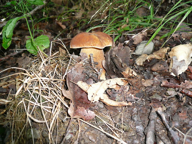 hríb dubový Boletus reticulatus Schaeff.