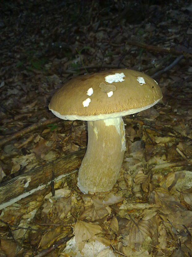 hríb dubový Boletus reticulatus Schaeff.