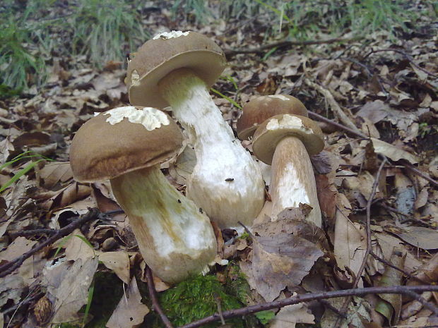 hríb dubový Boletus reticulatus Schaeff.