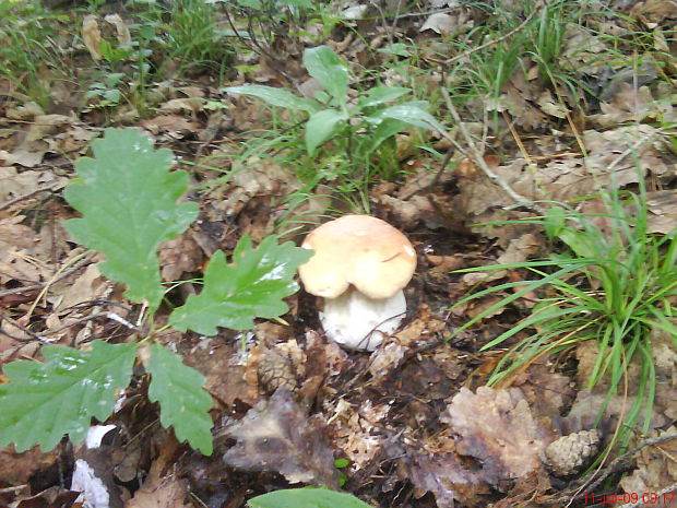 hríb dubový Boletus reticulatus Schaeff.