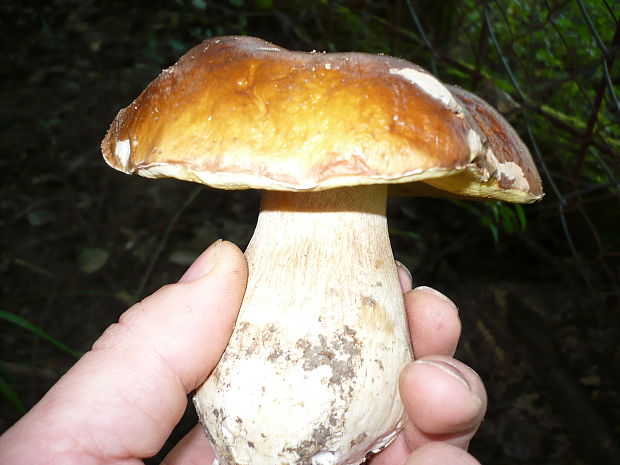 hríb dubový Boletus reticulatus Schaeff.