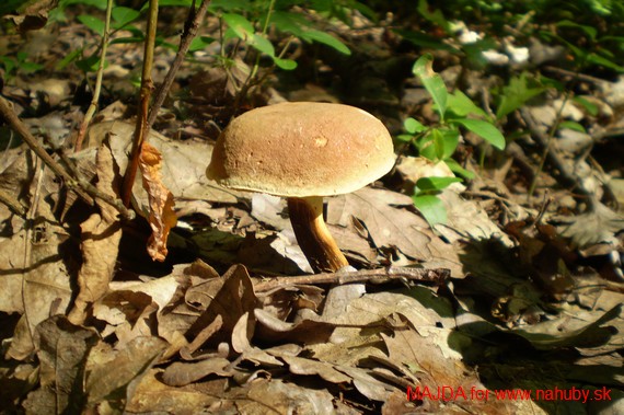 suchohríb plstnatý Boletus subtomentosus L.