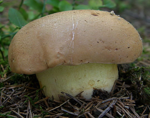 hríb horský Butyriboletus subappendiculatus (Dermek, Lazebn. & J. Veselský) D. Arora & J.L. Frank