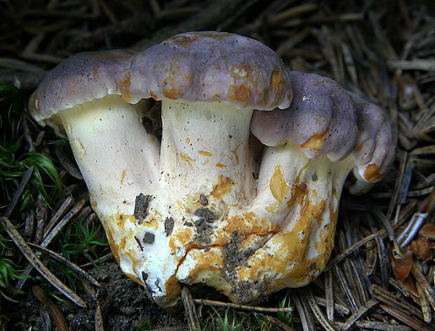 kuriatko jedlé ametystové Cantharellus amethysteus (Quél.) Sacc.