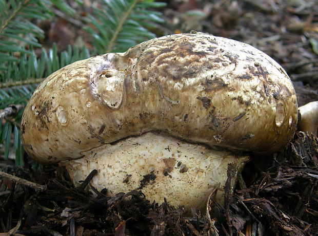 náramkovka cisárska Catathelasma imperiale (P. Karst.) Singer