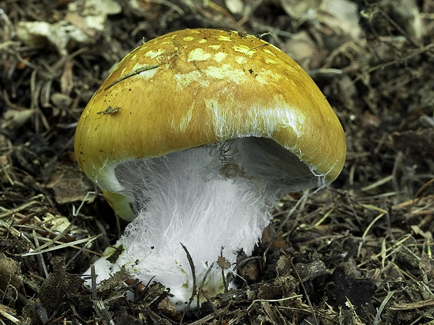 pavučinovec Cortinarius sp.