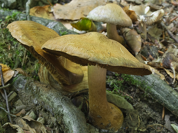 pavučinovec Cortinarius sp.