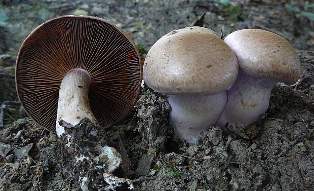 pavučinovec Cortinarius sp.