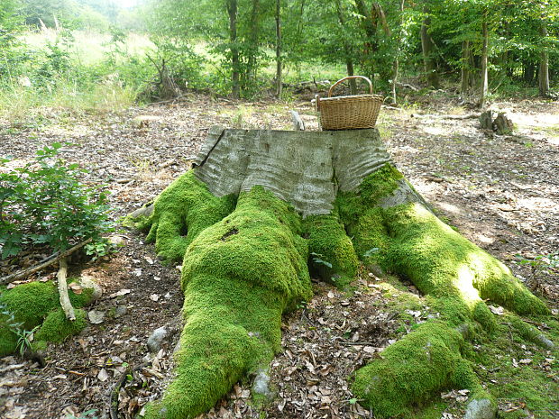 buk lesný Fagus sylvatica L.