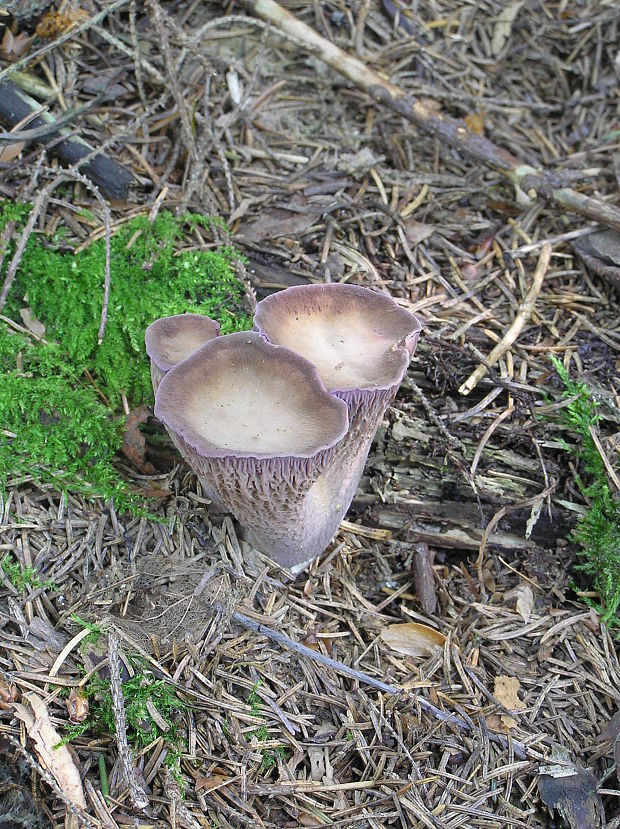 lievikovec kyjakovitý Gomphus clavatus (Pers.) Gray