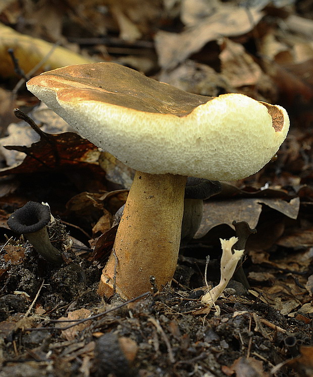 hríbnik gaštanovohnedý Gyroporus castaneus (Bull.) Quél.