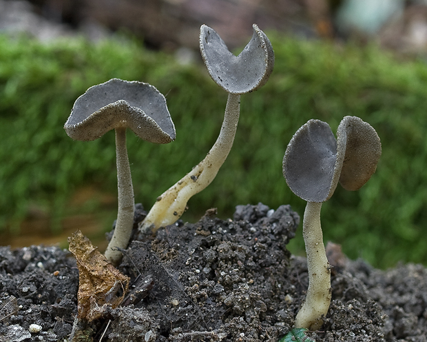 chriapač sedlovitý ? Helvella sp.