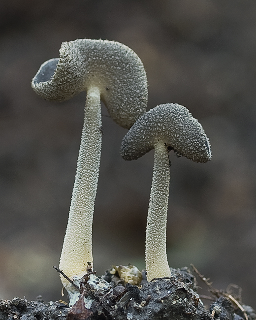 chriapač sedlovitý ? Helvella sp.