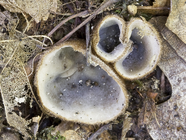 humária polguľovitá Humaria hemisphaerica (F.H. Wigg.) Fuckel