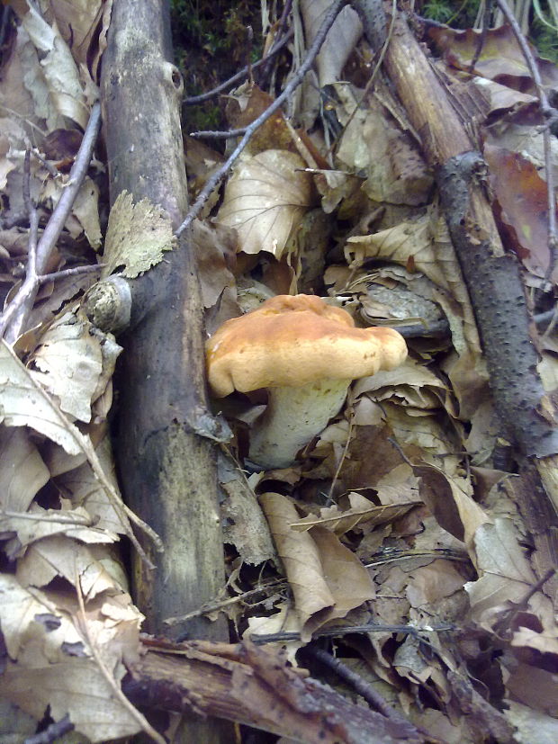 jelenka poprehýbaná Hydnum repandum L.